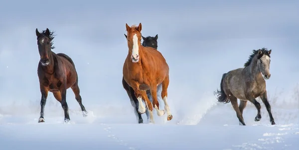 Cavalos correm galope na neve — Fotografia de Stock