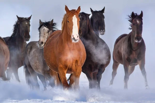 Caballos galopan en la nieve —  Fotos de Stock