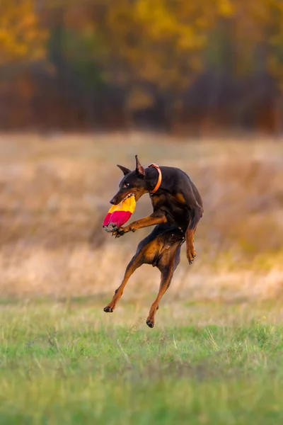 Hund macht Spaß — Stockfoto