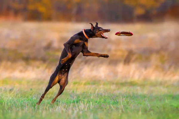 Cão jogar diversão — Fotografia de Stock