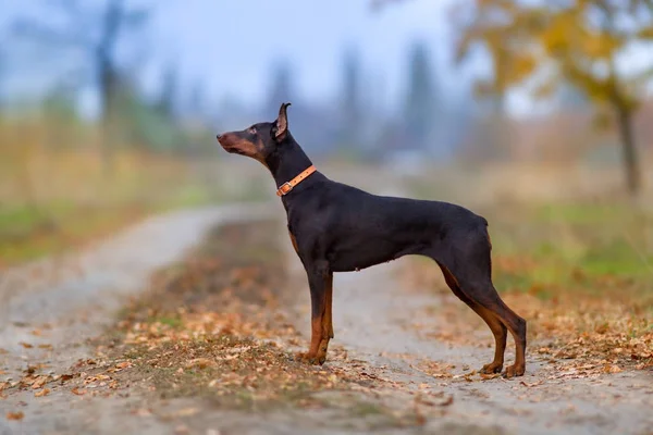 秋の風景のドバーマン犬 — ストック写真