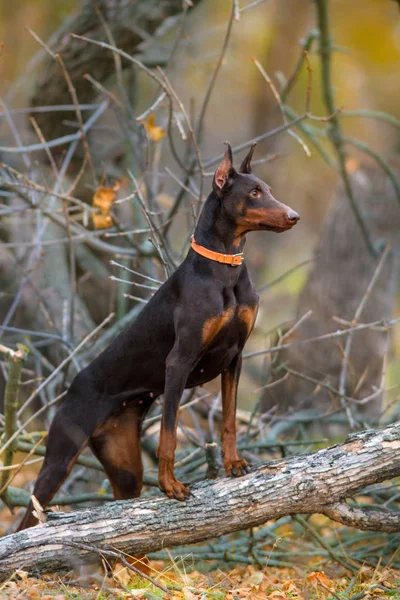 Dobermann-Porträt im Freien — Stockfoto