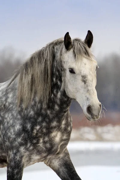 Portrét Šedá Koně Dlouhou Hřívou Sněhu Zimní Den — Stock fotografie