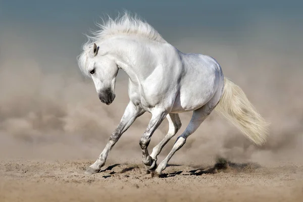 Schimmellauf — Stockfoto