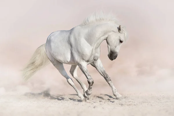 Stallion in dust — Stock Photo, Image