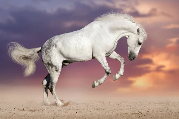 Corre caballo blanco —  Fotos de Stock