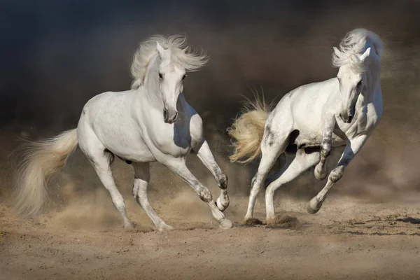 Cople häst i rörelse — Stockfoto