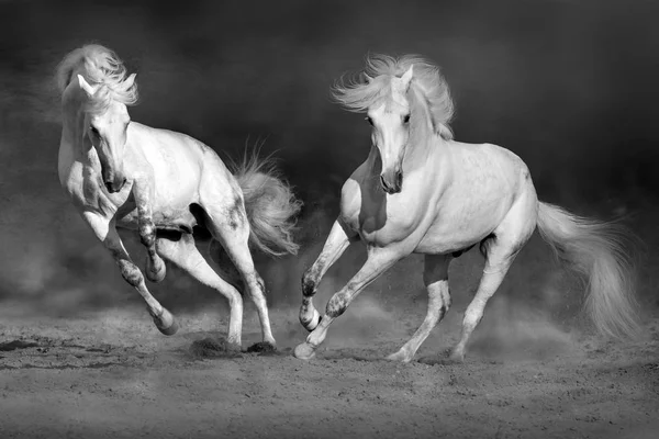 Cople horse in motion — Stock Photo, Image