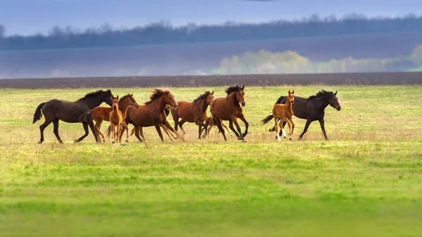 春の牧草地で実行馬と馬の群れ — ストック写真