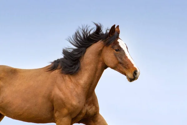 Koń Gniady Długa Grzywa Portret Koń Zamknąć Przeciw Błękitne Niebo — Zdjęcie stockowe