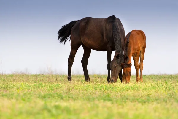 Mare and cute colt — Stock Photo, Image