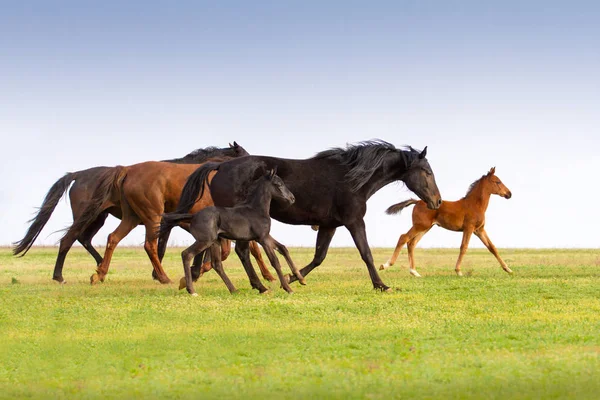 春の牧草地で実行馬と馬の群れ — ストック写真