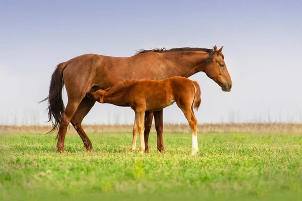 馬とかわいいコルト — ストック写真