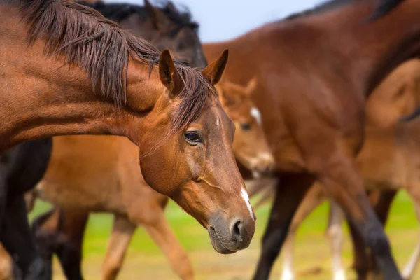 Caballo en manada —  Fotos de Stock