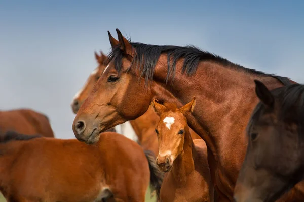 Cheval dans le troupeau — Photo