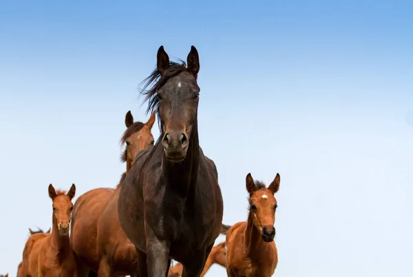 Caballo en manada — Foto de Stock