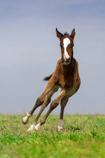 Colt correr livre — Fotografia de Stock