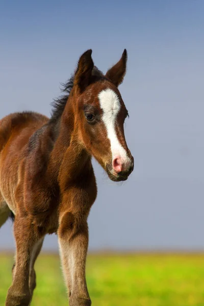 Cute Bay Colt Portrait Outdoor — Stock Photo, Image