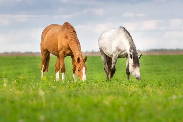 Pferde Weiden Auf Der Frühlingsweide — Stockfoto