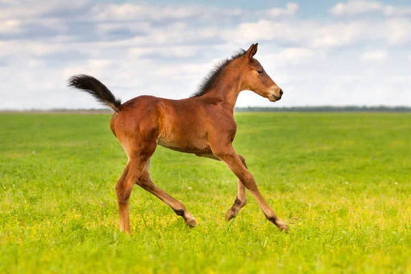 Colt correr livre — Fotografia de Stock