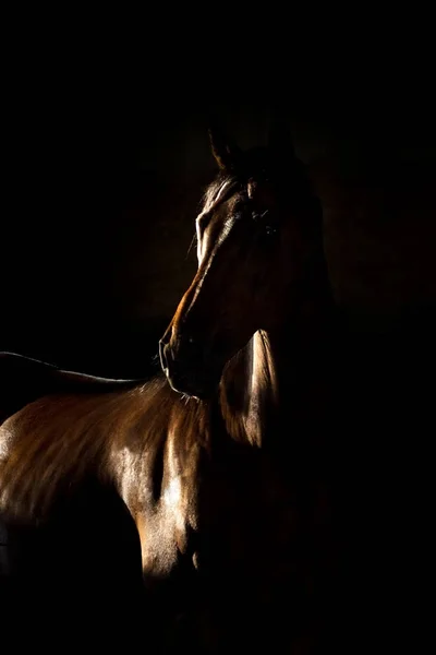黒の馬 — ストック写真