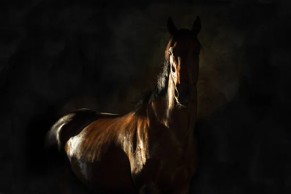 Cavalo em preto — Fotografia de Stock