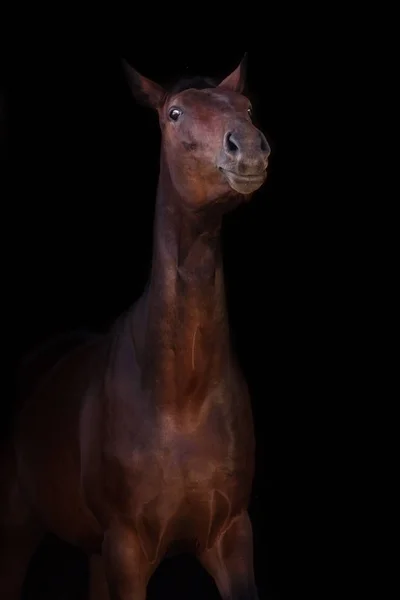 Cavalo em preto — Fotografia de Stock