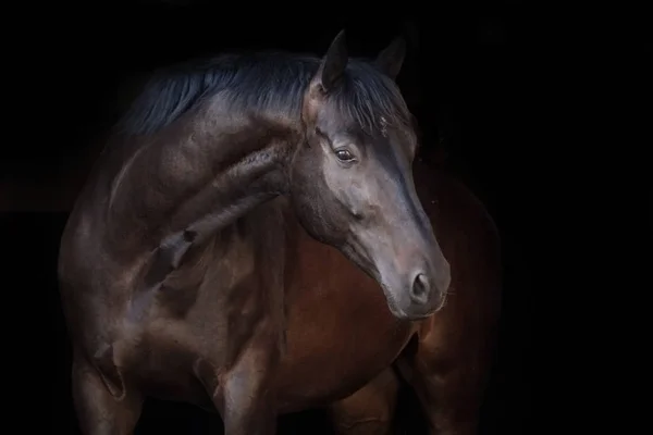 Caballo en negro — Foto de Stock