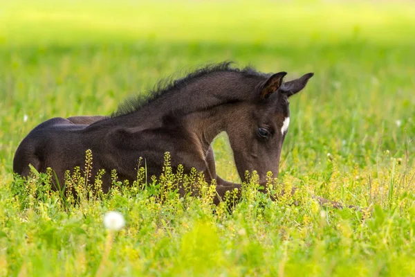 Black Foal Sleeping Spring Pasture Stock Image