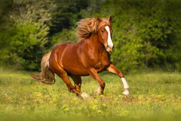 Caballo con crin larga carrera — Foto de Stock