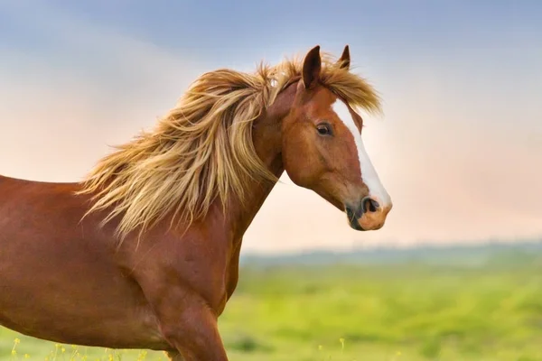 Kůň s dlouhými blonďatými hlavní — Stock fotografie