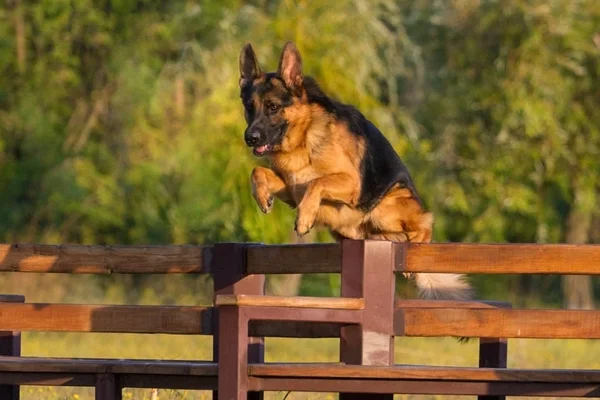 Pastor alemán perro — Foto de Stock