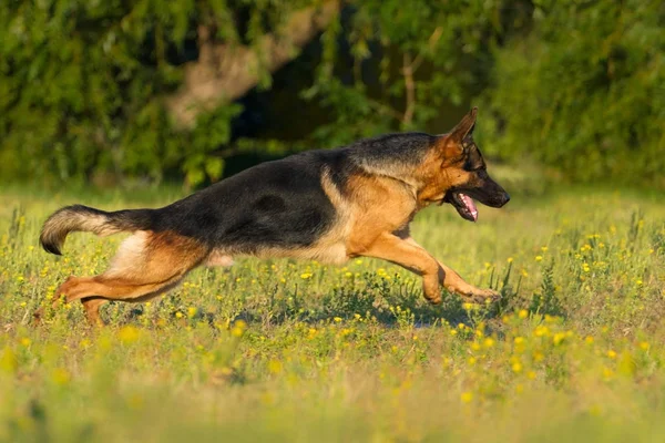 Schäferhund Läuft Schnell Park — Stockfoto