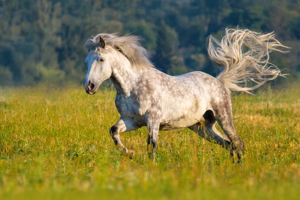 長いたてがみと灰色の美しい馬は 緑の牧草地にギャロップを実行します — ストック写真