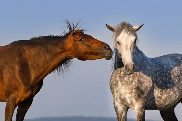 Portret Dwóch Śmieszne Koń Tle Niebieskiego Nieba — Zdjęcie stockowe