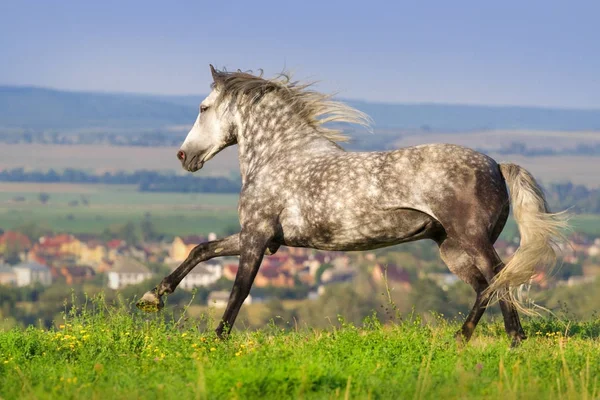 Szary Pięknego Konia Długa Grzywa Uruchomić Galop Zielonych Pastwiskach — Zdjęcie stockowe