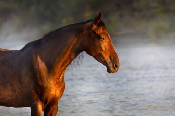 Bay häst på floden — Stockfoto