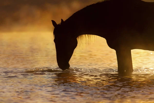 Hästen stående siluett — Stockfoto