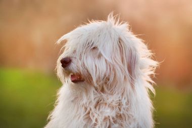 Güzel kabarık Güney Rus çoban köpeği gün batımında yeşil çimenlerin üzerinde