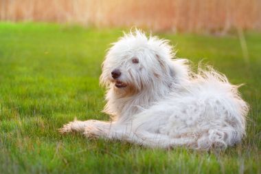 Güzel kabarık Güney Rus çoban yeşil çimenlerin üzerinde günbatımında döşeme köpek