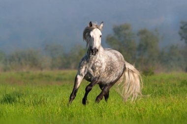 Beyaz at dörtnala bahar sabah manzara modunda çalıştırmak uzun yele ile