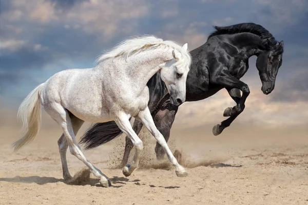 Black and white horses — Stock Photo, Image