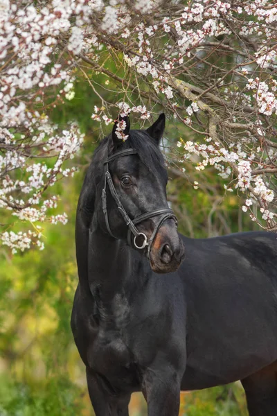 Cavalo preto em flor — Fotografia de Stock