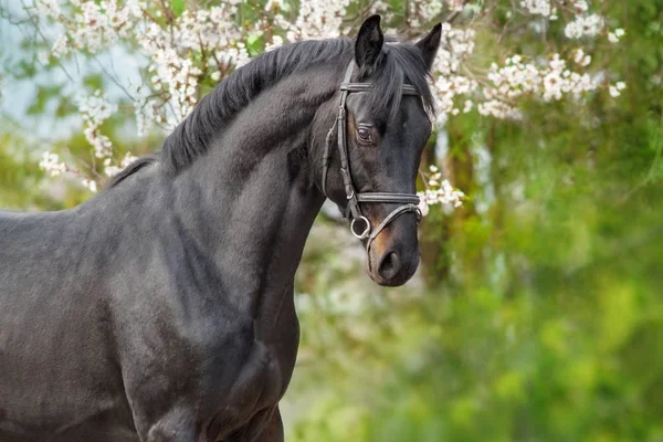 Schwarzes Pferd auf Blüte — Stockfoto