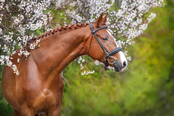 꽃에서 붉은 말 — 스톡 사진