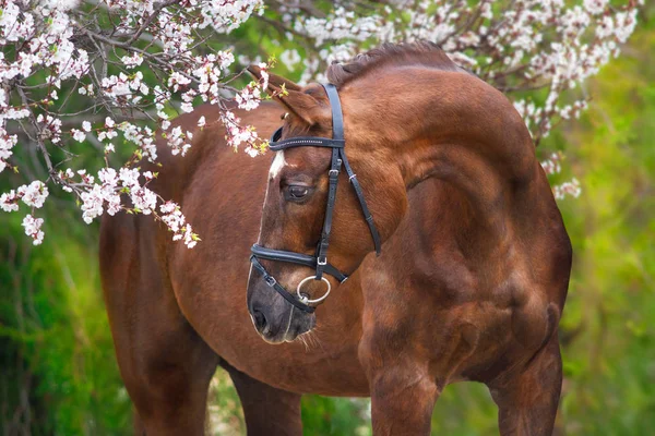 꽃에서 붉은 말 — 스톡 사진