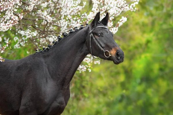 Black horse on blossom — Stock Photo, Image