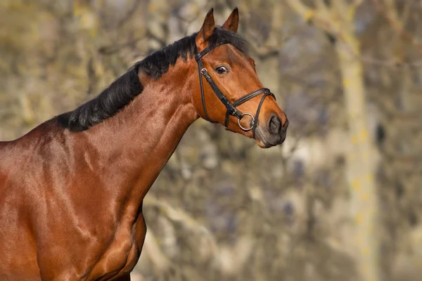 Horse Portrait Bridle — Stockfoto