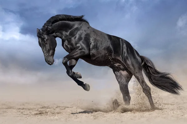 Cavalo Preto Garanhão Jogar Saltar Poeira Deserto — Fotografia de Stock