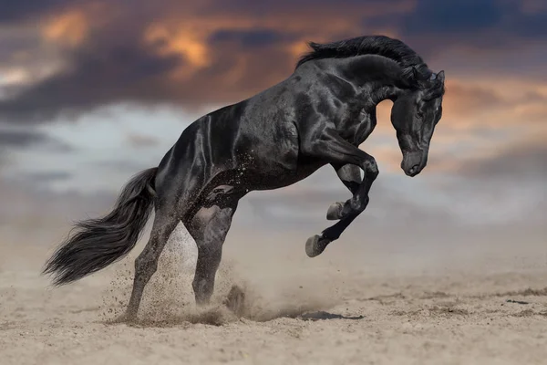 Caballo Negro Semental Jugar Saltar Desierto Polvo — Foto de Stock